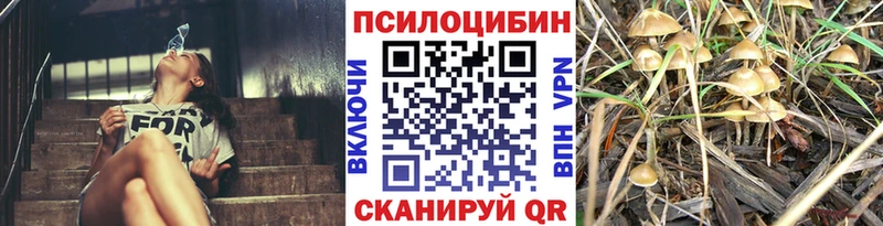 Купить  Калининск  Псилоцибиновые грибы мицелий 